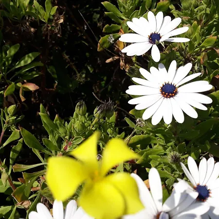 Apartamento Beauty Saint-Jean-Cap-Ferrat