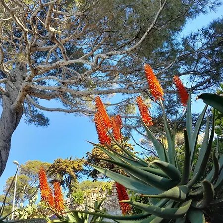 Beauty Saint-Jean-Cap-Ferrat