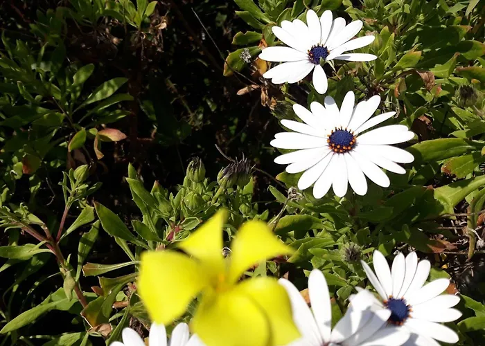 Lägenhet Beauty Saint-Jean-Cap-Ferrat